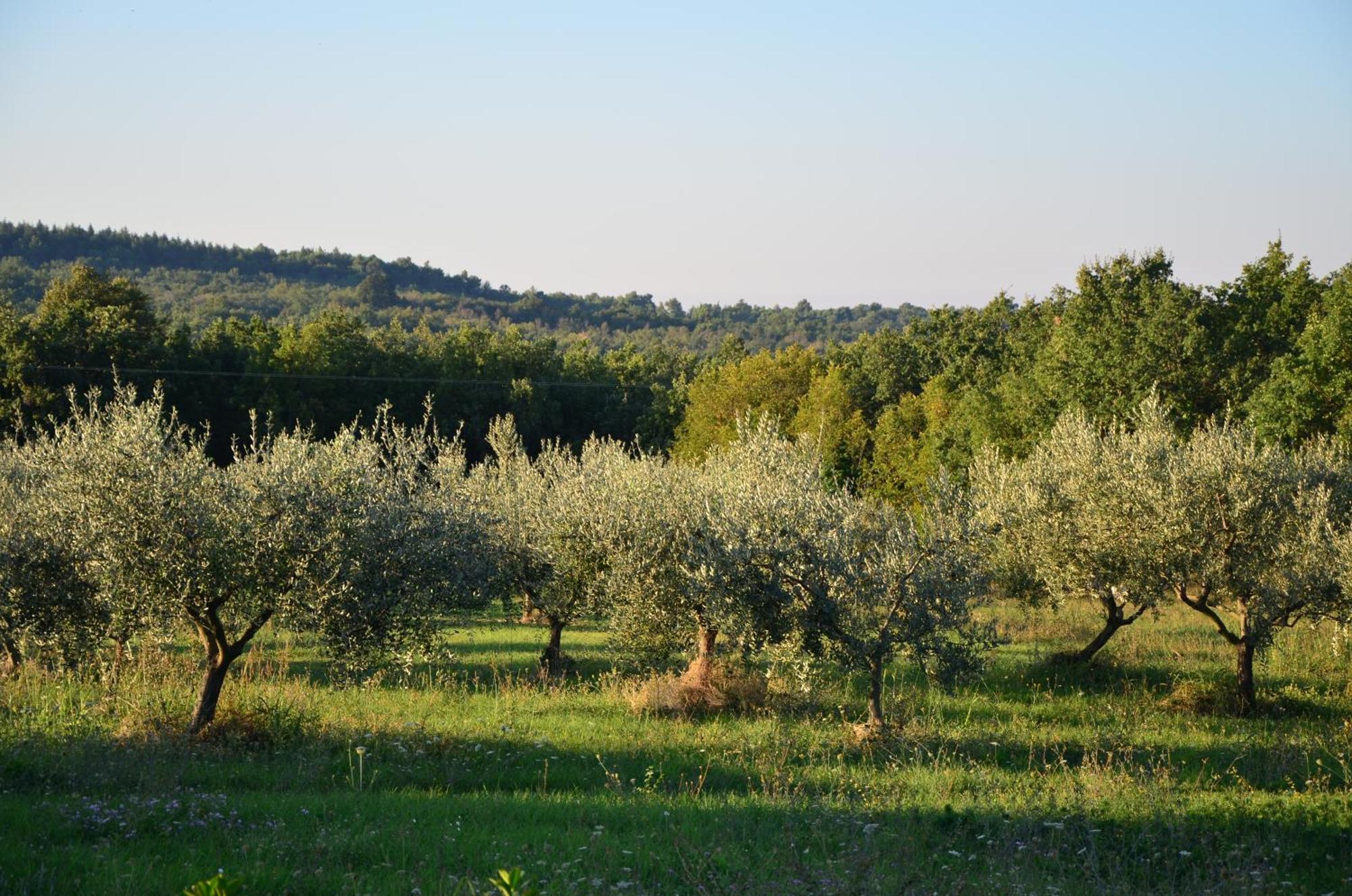 Villa Olivetta By Istrian Country *