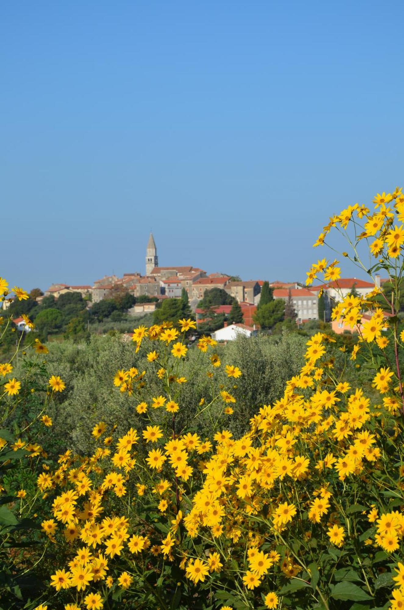 Olivetta By Istrian Country *