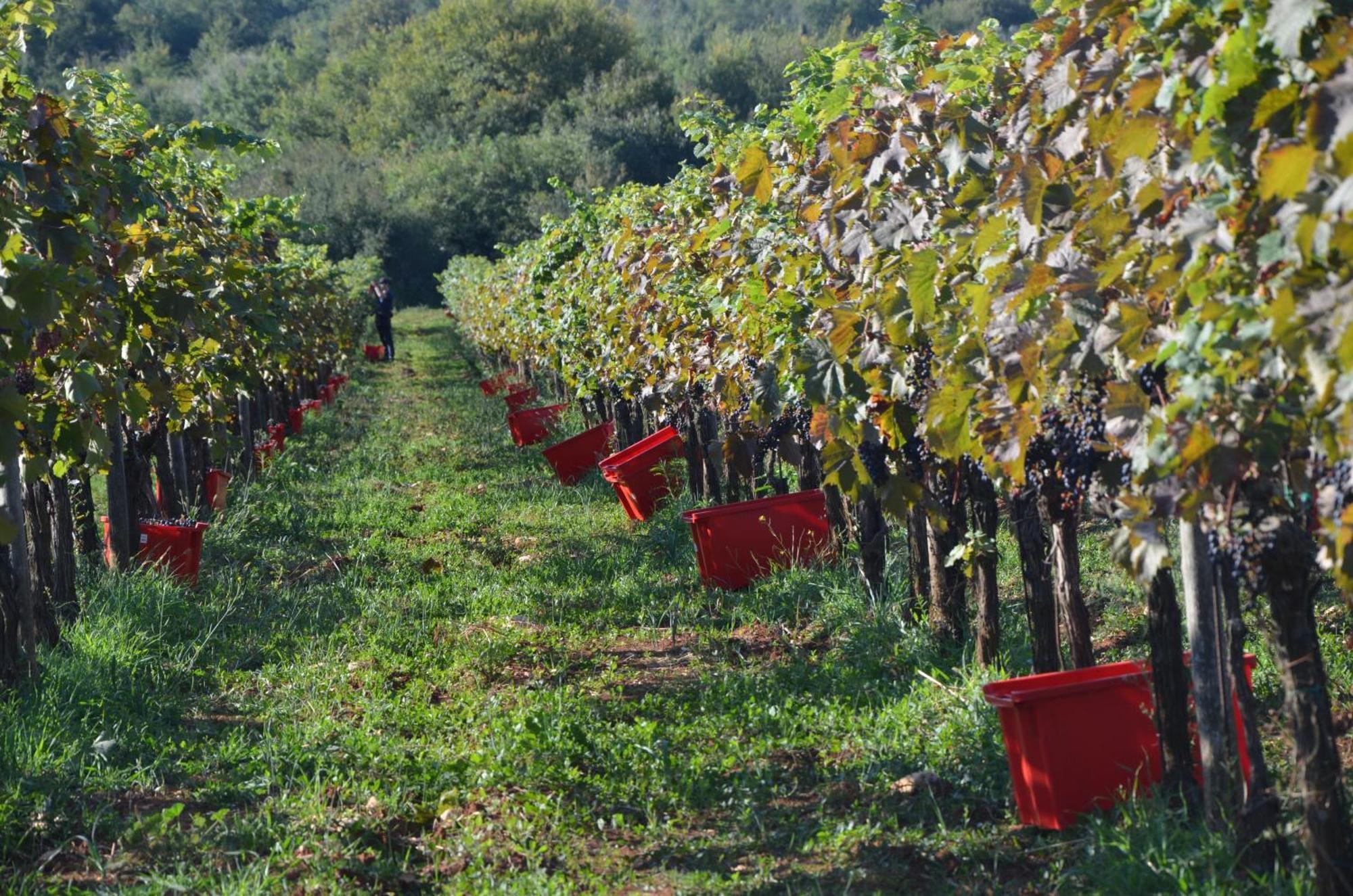 Olivetta By Istrian Country