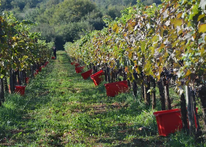 Villa Olivetta By Istrian Country Houses
